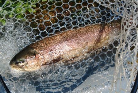 イトウ記録更新！ ～フィッシングパーク高島の泉～